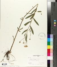 Boltonia asteroides image