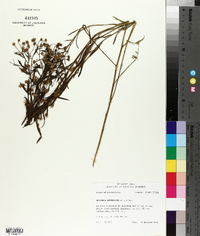 Boltonia asteroides image