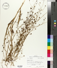 Boltonia diffusa image