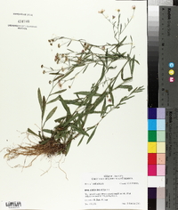 Boltonia diffusa image