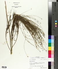 Boltonia diffusa image