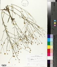 Boltonia diffusa image
