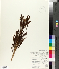 Borrichia arborescens image