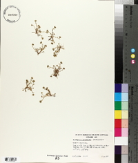 Brachyscome perpusilla image