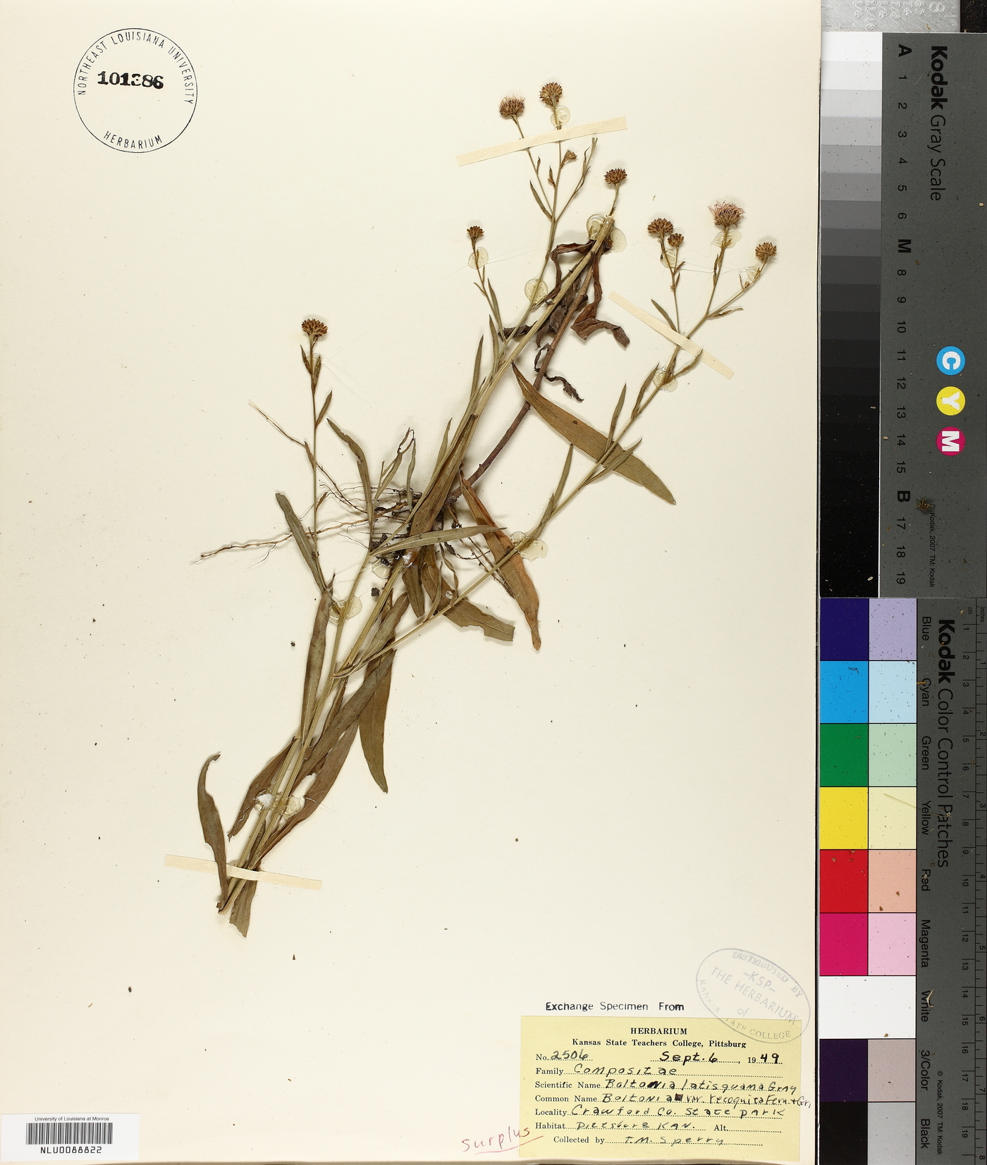 Boltonia latisquama var. recognita image