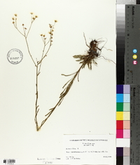 Boltonia diffusa image