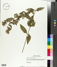 Brickellia cylindracea image