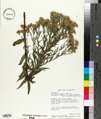 Brickellia eupatorioides var. corymbulosa image