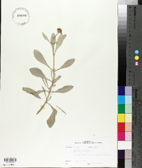 Borrichia frutescens image