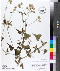 Brickellia grandiflora image