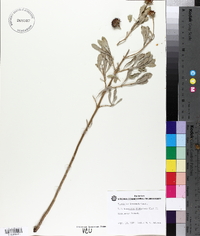 Borrichia frutescens image