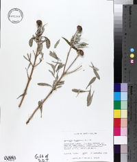 Borrichia frutescens image