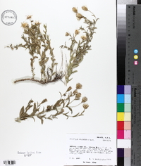 Brickellia oblongifolia image