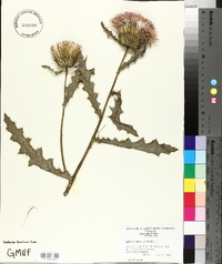 Cirsium pumilum image