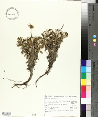 Image of Celmisia brevifolia