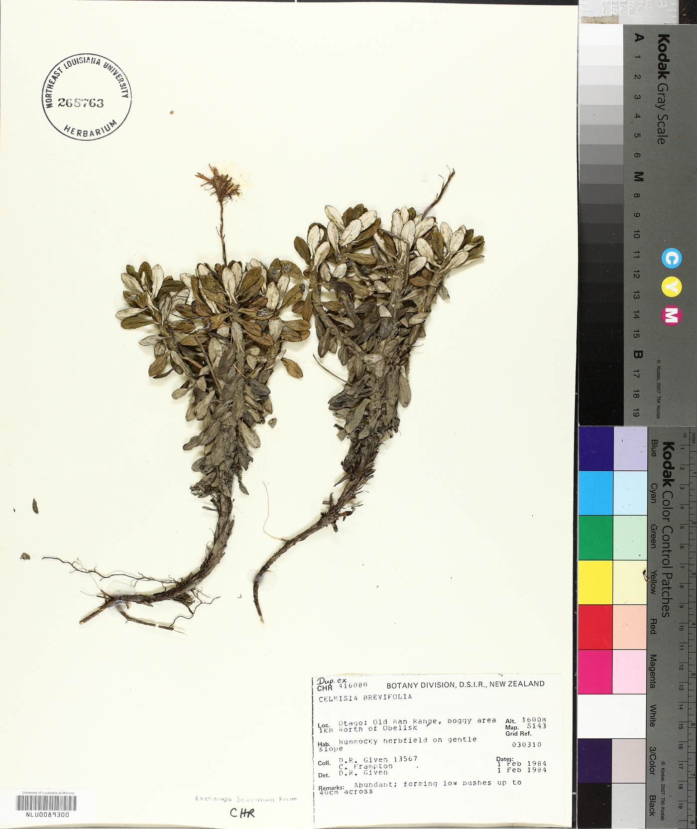 Celmisia brevifolia image