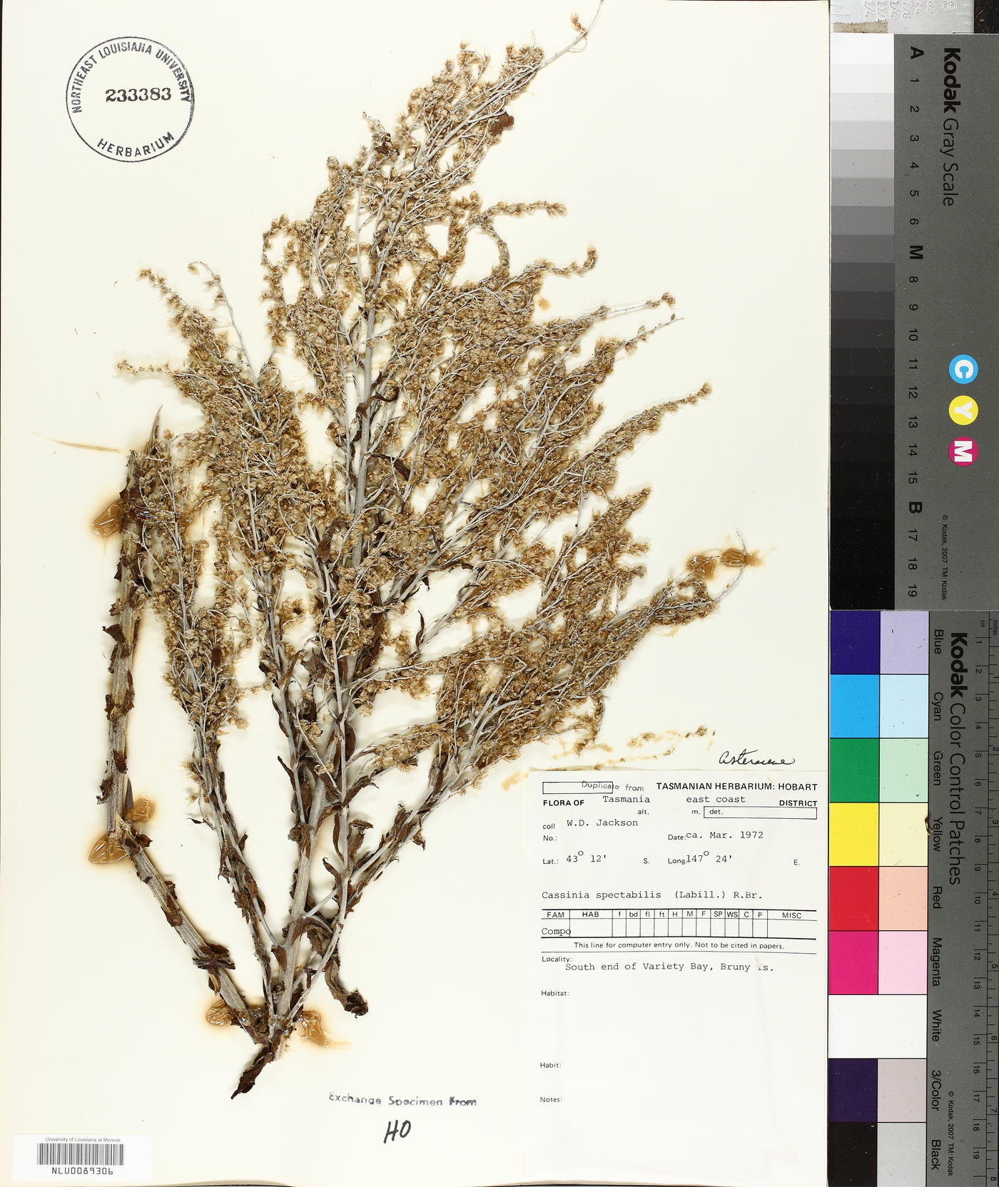 Apalochlamys spectabilis image
