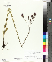 Carphephorus tomentosus image