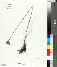 Carphephorus pseudoliatris image