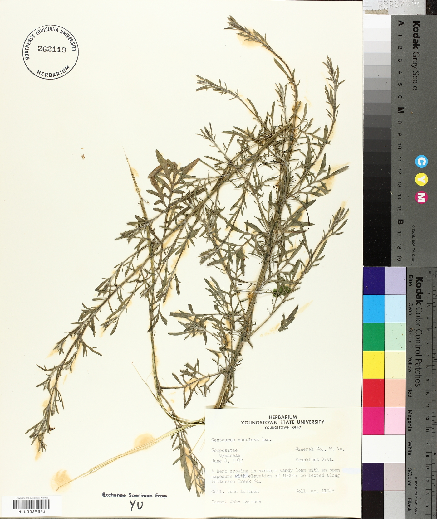 Centaurea stoebe var. micranthos image