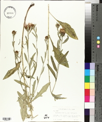 Centaurea nigra image