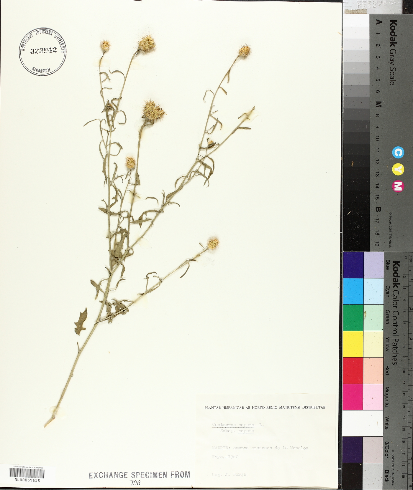 Centaurea aspera subsp. aspera image