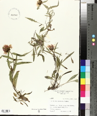 Centaurea rhaetica image