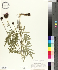 Centaurea scabiosa image