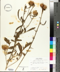 Centaurea salonitana image