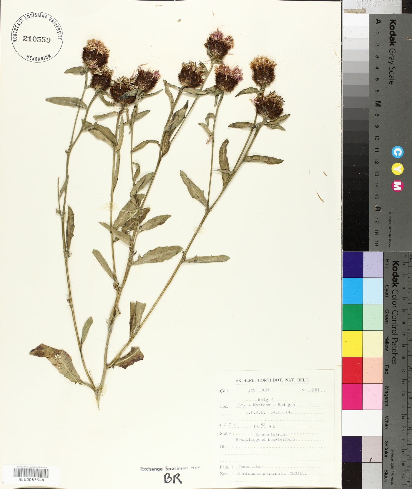 Centaurea pratensis image