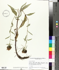 Centaurea phrygia image