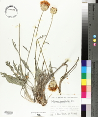 Centaurea granatensis image