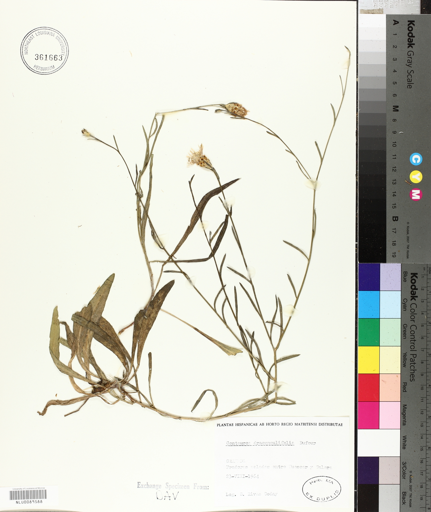 Centaurea dracunculifolia image