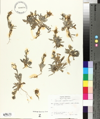 Centaurea depressa image