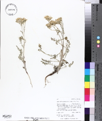 Chaenactis douglasii image