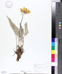 Balsamorhiza sagittata image