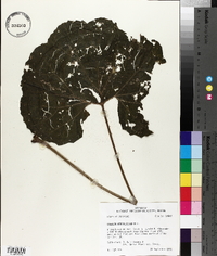 Arnoglossum atriplicifolium image