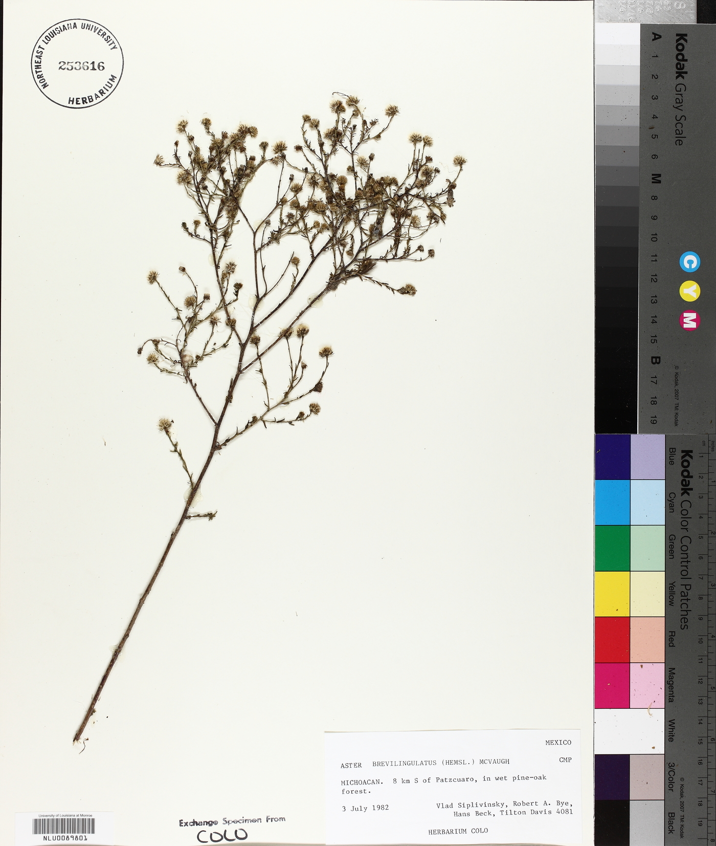 Aster brevilingulatus image