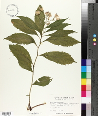 Aster acuminatus image