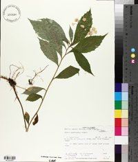 Aster acuminatus image