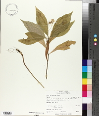 Aster acuminatus image