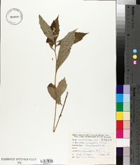 Aster acuminatus image