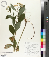 Aster acuminatus image