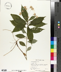 Aster acuminatus image