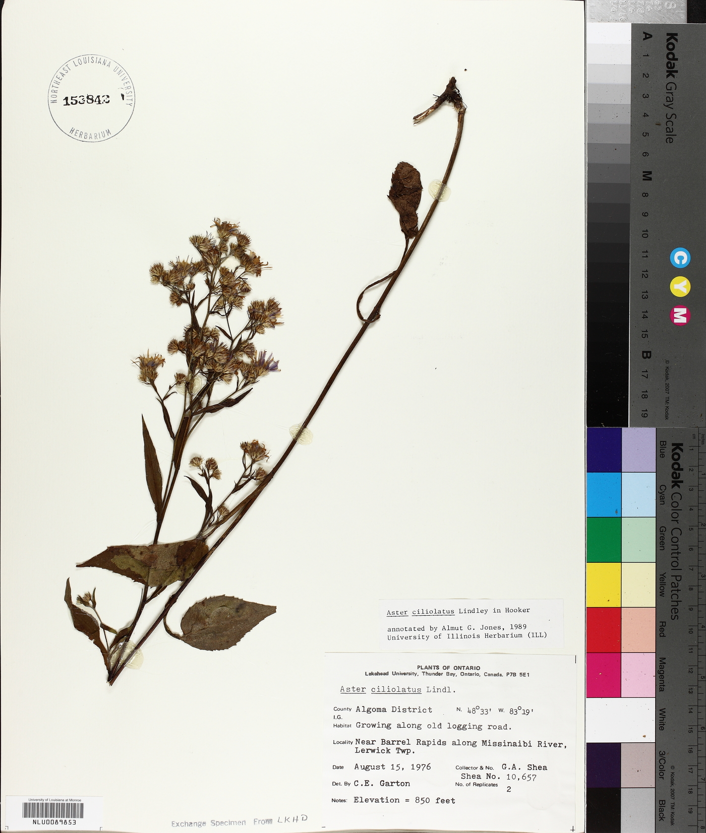 Aster ciliolatus image