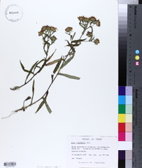 Aster johannensis image
