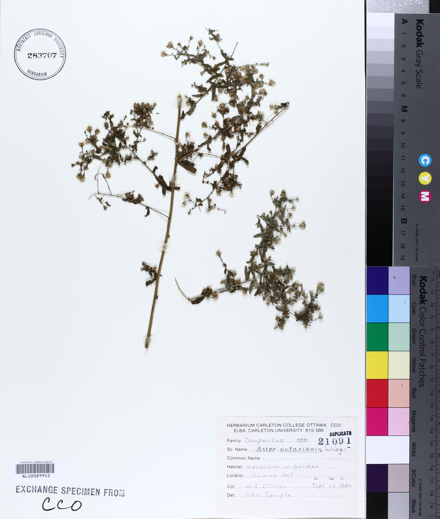 Symphyotrichum ontarionis var. glabratum image