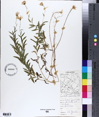 Aster nemoralis image