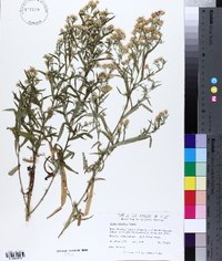 Symphyotrichum lanceolatum var. lanceolatum image