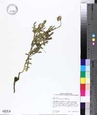 Berlandiera subacaulis image